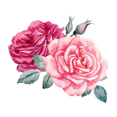 Suluboya gül kompozisyon