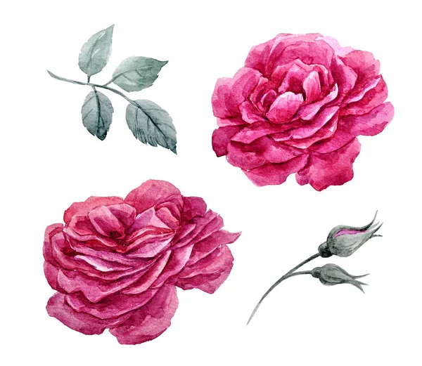 Akvarell rózsák készlet — Stock Fotó
