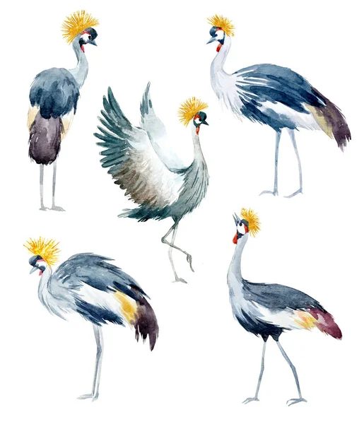 Watercolor african crane — Stok Foto
