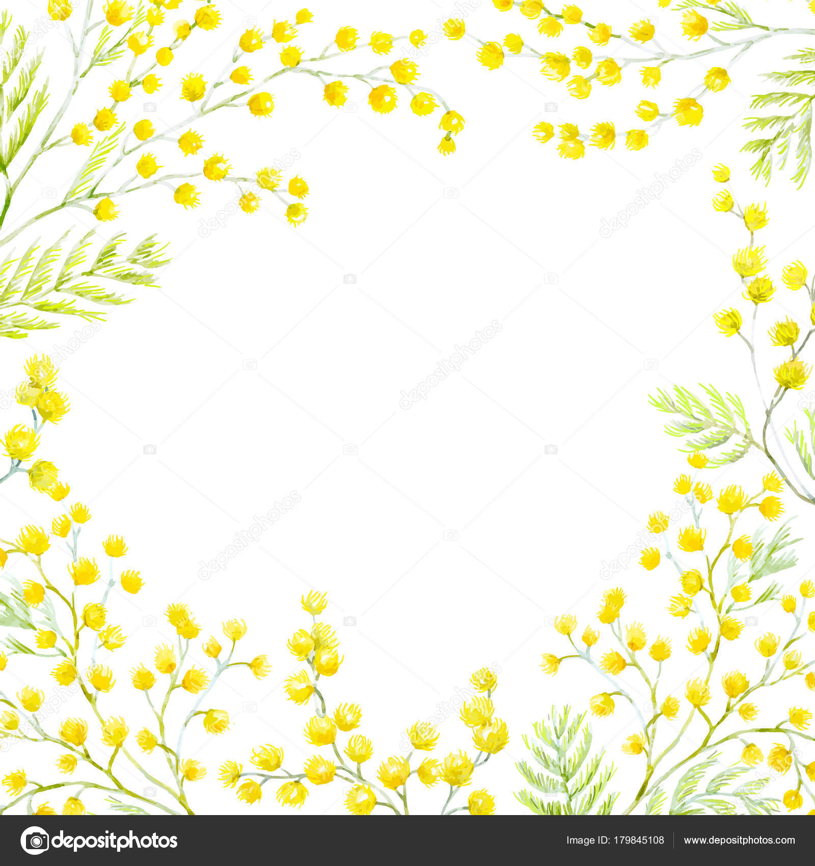 Watercolor Mimosa Frame Stock Vector C Zeninaasya 179845108