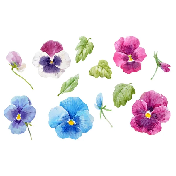 Watercolor pansy flower vector set — Stock Vector