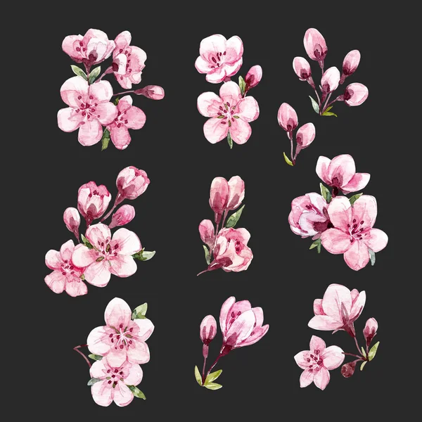Acquerello set sakura floreale — Foto Stock
