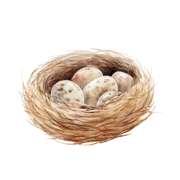 Nid d'oiseau aquarelle avec œufs — Image vectorielle