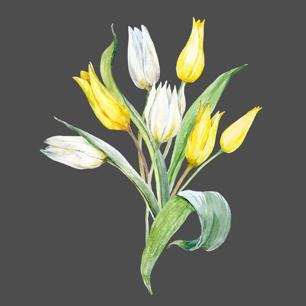 Composición tulipán acuarela —  Fotos de Stock