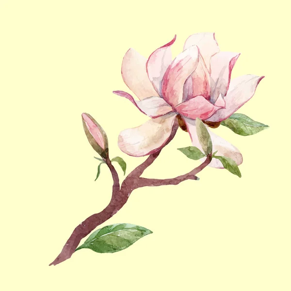 Acuarela magnolia floral vector composición — Vector de stock