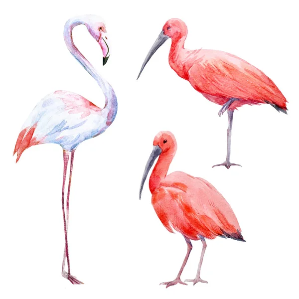 Ensemble aquarelle ibis et flamant rose — Photo