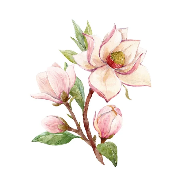 Aquarel magnolia bloemen samenstelling — Stockfoto