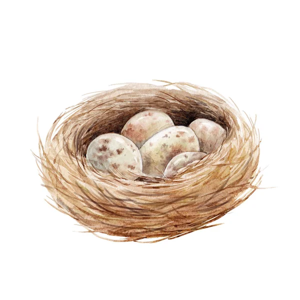 Watercolor bird nest with eggs — Stock Photo, Image