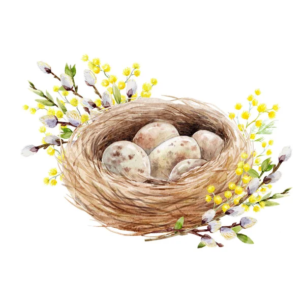 Акварельне пташине гніздо з яйцями — стокове фото