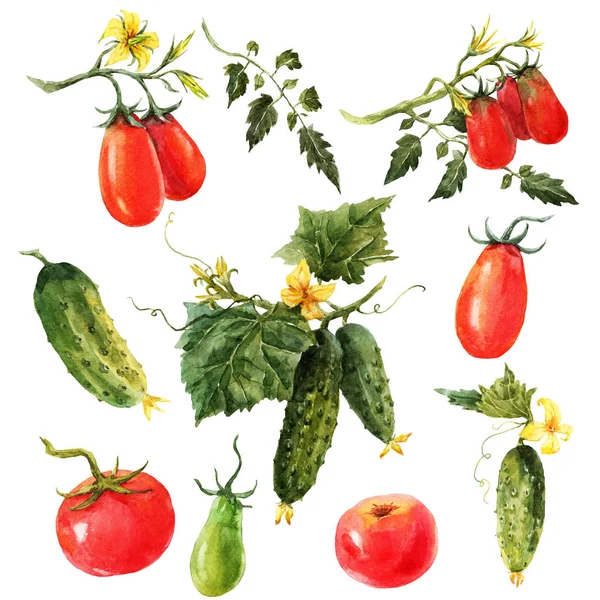 Suluboya domates ve salatalık seti — Stok fotoğraf