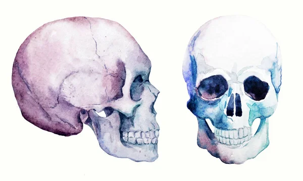수채화 두개골 세트 — 스톡 사진