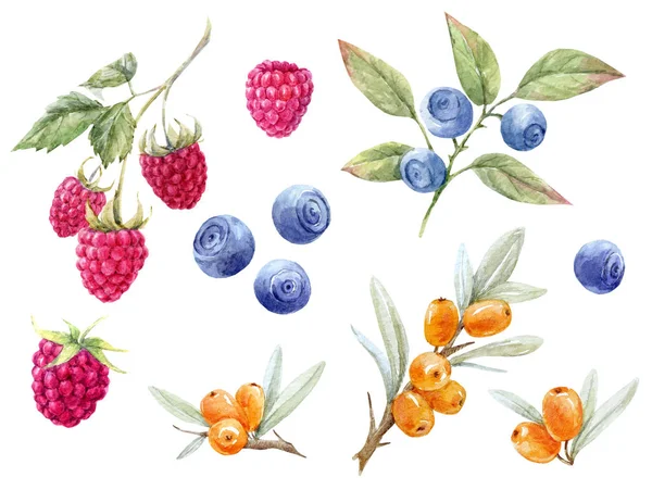 Akvarelu lesní plody — Stock fotografie