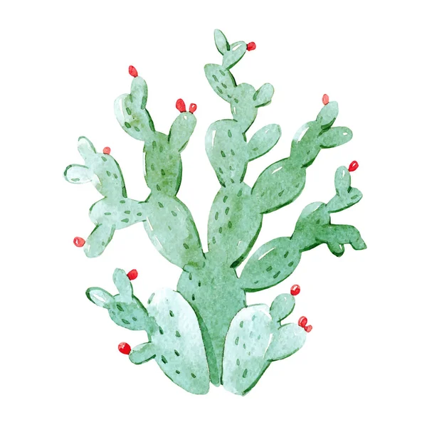 Akvarell kaktusz vektoros illusztráció — Stock Vector