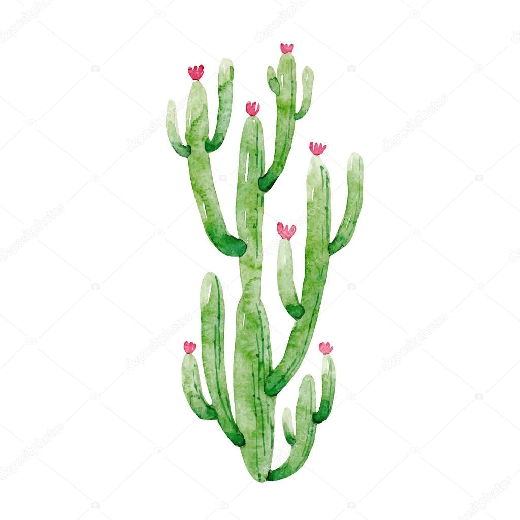 Watercolor cactus vector illustration