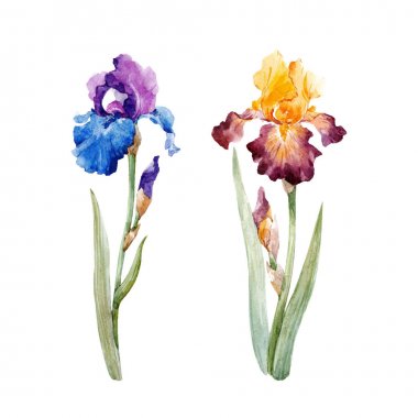 Suluboya Iris vektör set