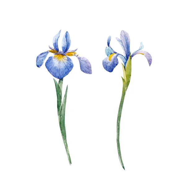 Ensemble vecteur iris aquarelle — Image vectorielle