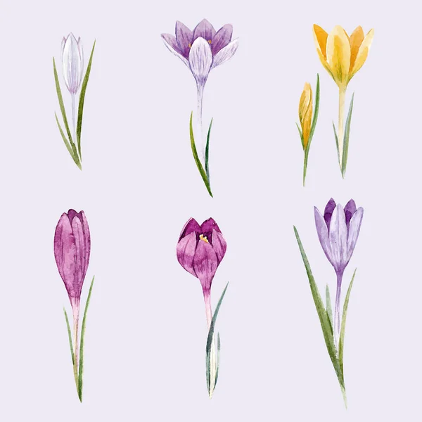 Ensemble vecteur crocus floral aquarelle — Image vectorielle