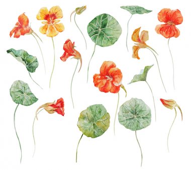 suluboya çiçek kümesi