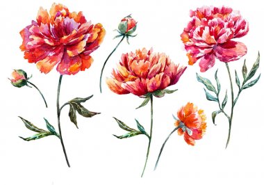 suluboya çiçek kümesi