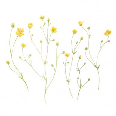 Suluboya çiçek vektör set