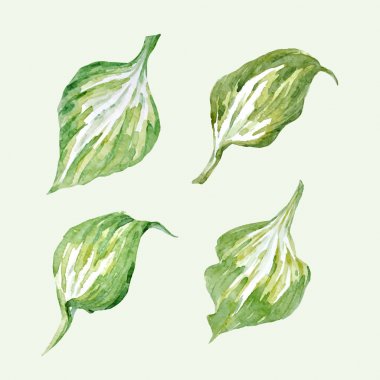 Suluboya çiçek vektör set