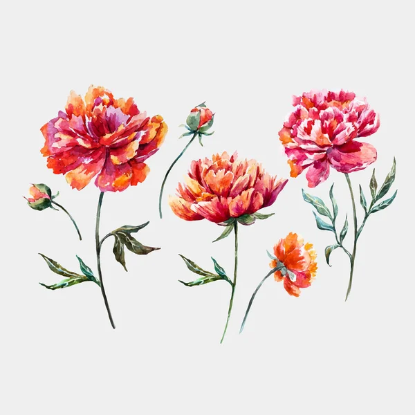 Conjunto de vetor floral aquarela — Vetor de Stock