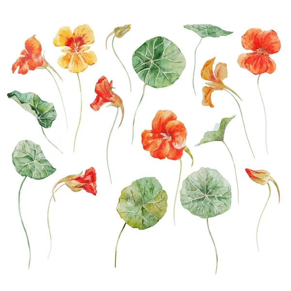 Aquarel bloemen vector set — Stockvector