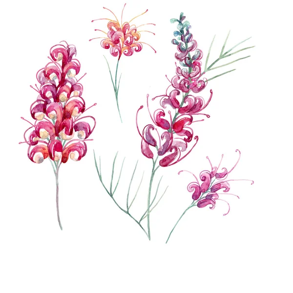 वाटर कलर ऑस्ट्रेलियाई ग्रीविलिया फूल — स्टॉक फ़ोटो, इमेज