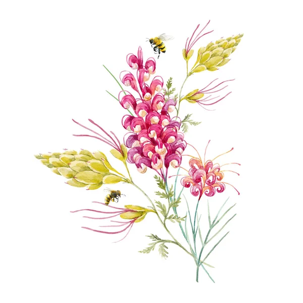 Aquarel Australische grevillea bloem — Stockfoto