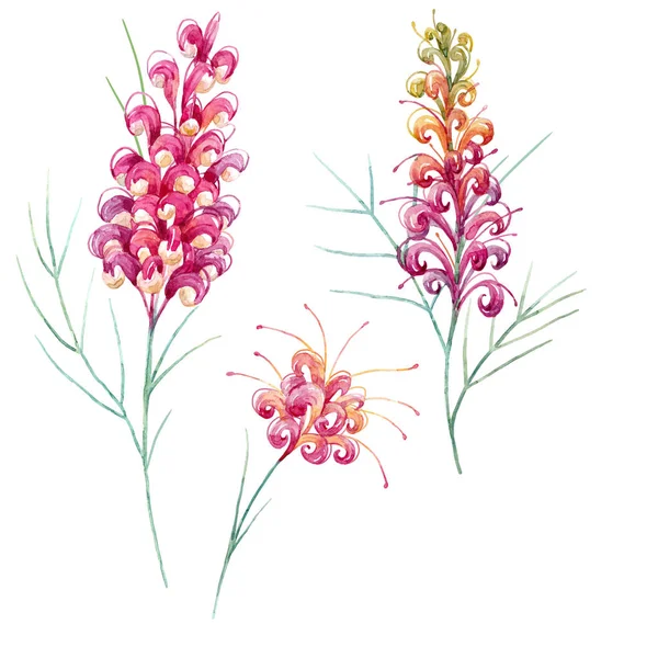 Aquarela flor de grevillea australiana — Fotografia de Stock