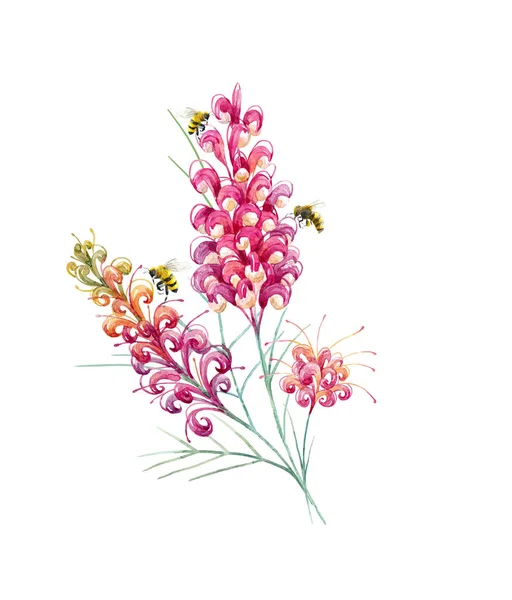Ακουαρέλα Αυστραλίας grevillea λουλούδι — Φωτογραφία Αρχείου