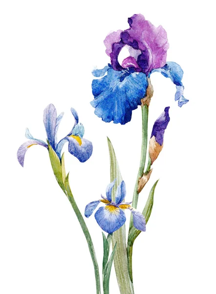 Watercolor iris composition — Stock Photo, Image
