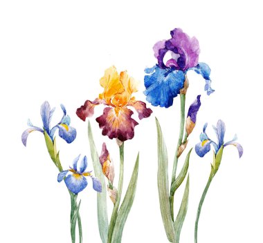 Suluboya Iris kompozisyon