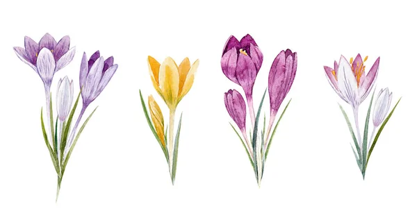 水彩の花クロッカス セット — ストック写真
