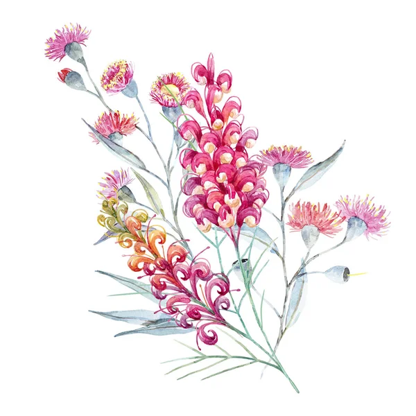 水彩澳大利亚 grevillea 成分 — 图库照片