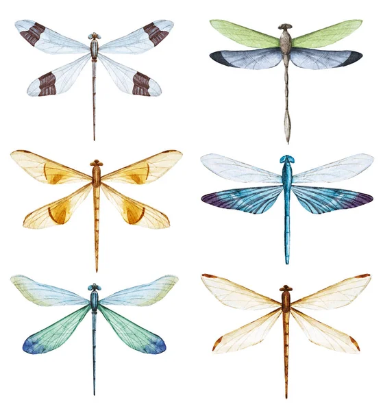 Watercolor dragonfly set — Stock Photo, Image