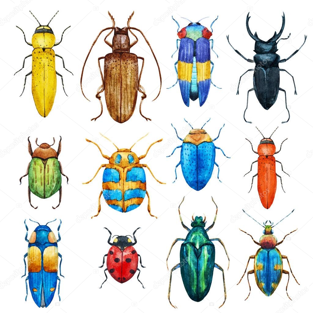 Watercolor beetles set