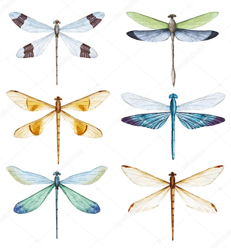 Watercolor dragonfly set