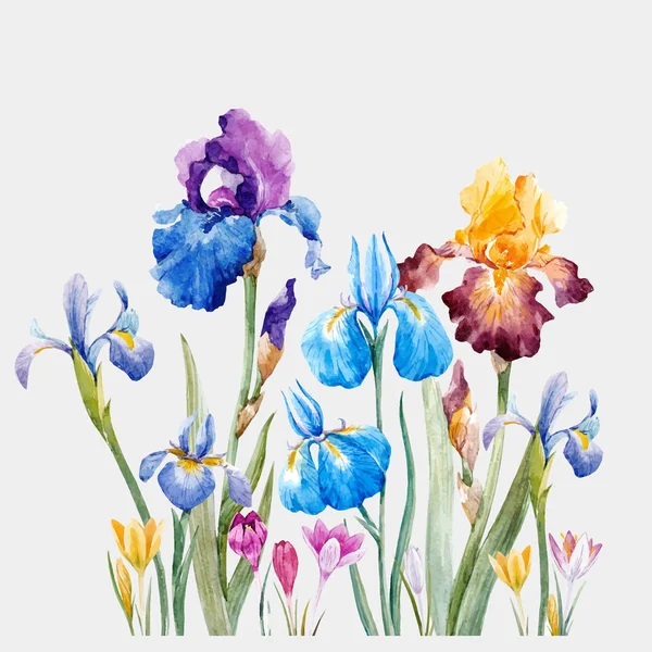 Aquarelle iris composition vectorielle — Image vectorielle