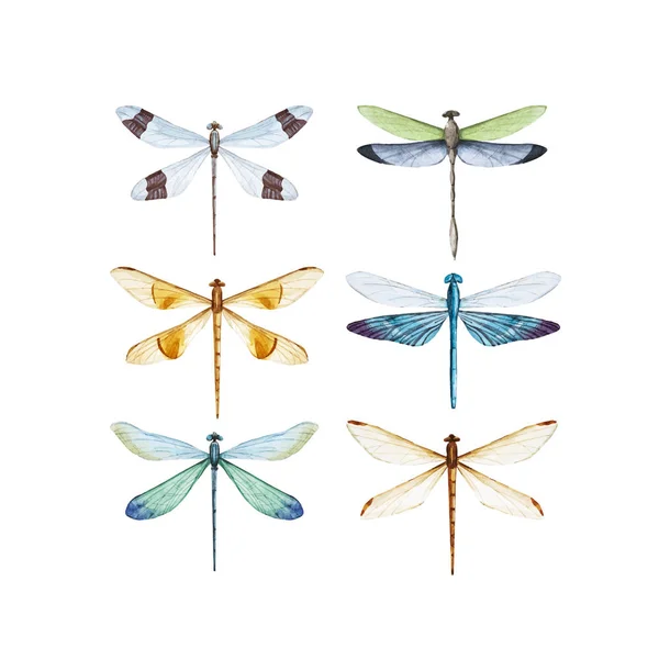 Watercolor dragonfly vector set — Stock Vector