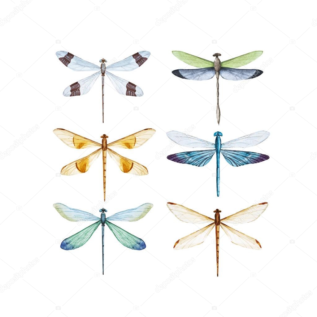 Watercolor dragonfly vector set