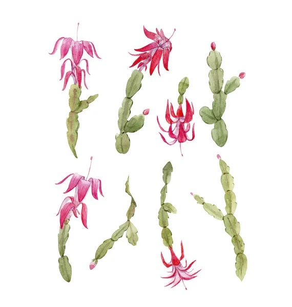 Set de cactus Schlumberger — Foto de Stock