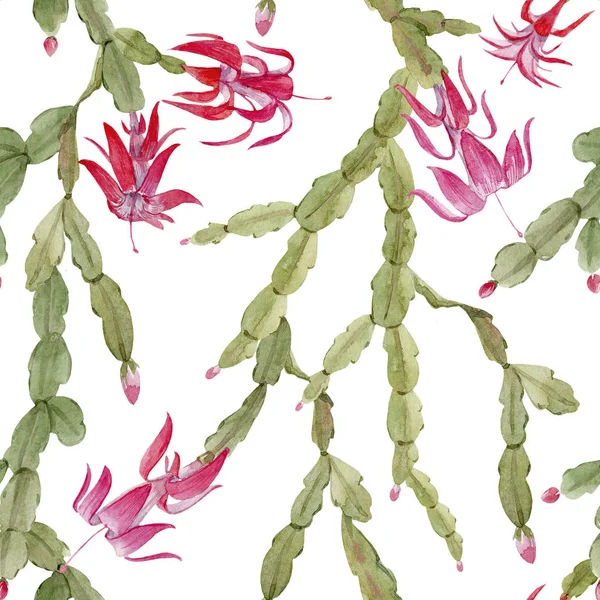 Schlumberger kaktus vzor — Stock fotografie