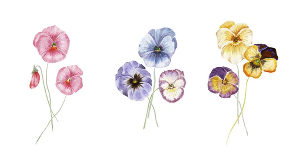 Akvarell pansy blommor — Stockfoto