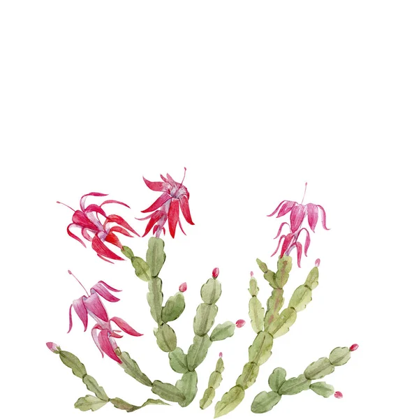Composición de cactus Schlumberger — Foto de Stock