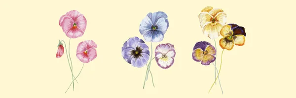 Watercolor vector pansy flowers — Stock Vector