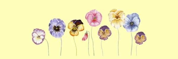 Watercolor vector pansy flowers — Stock Vector