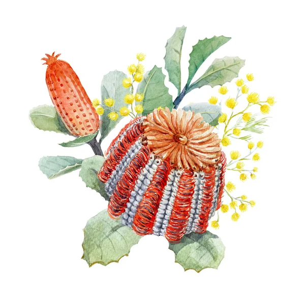 Banksia australijski akwarela kompozycja kwiatowa — Zdjęcie stockowe
