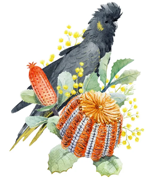 Aquarel Australische banksia floral samenstelling — Stockfoto