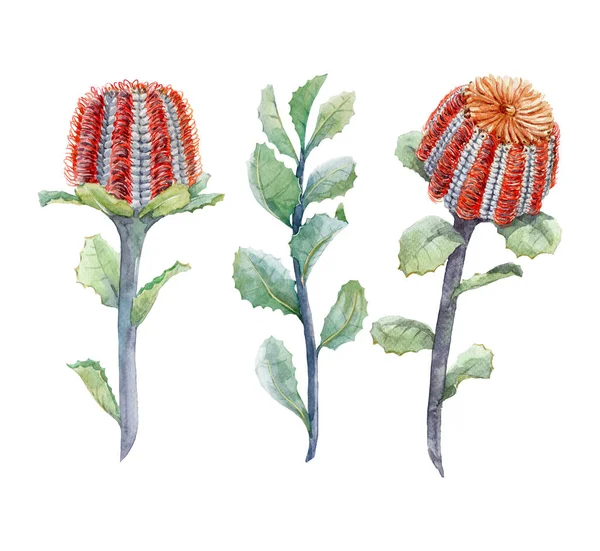 Acquerello set floreale Banksia australiana — Foto Stock